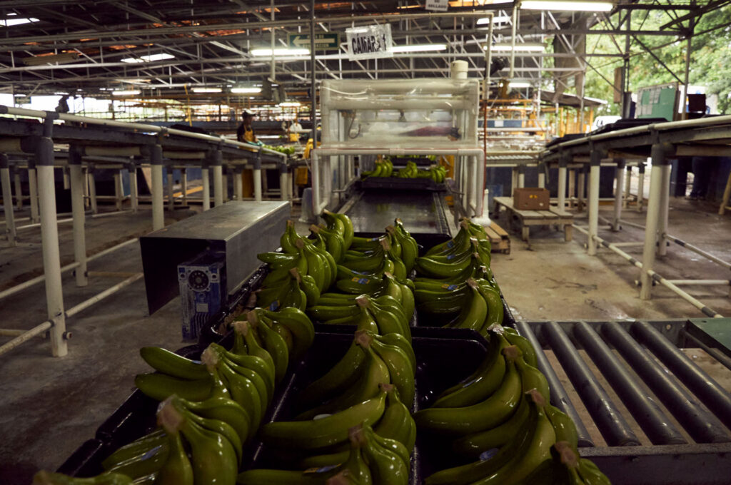 La dittatura delle banane: come la United Fruit Company ha distrutto l’America Latina - Foto di Carlos Gasparotto