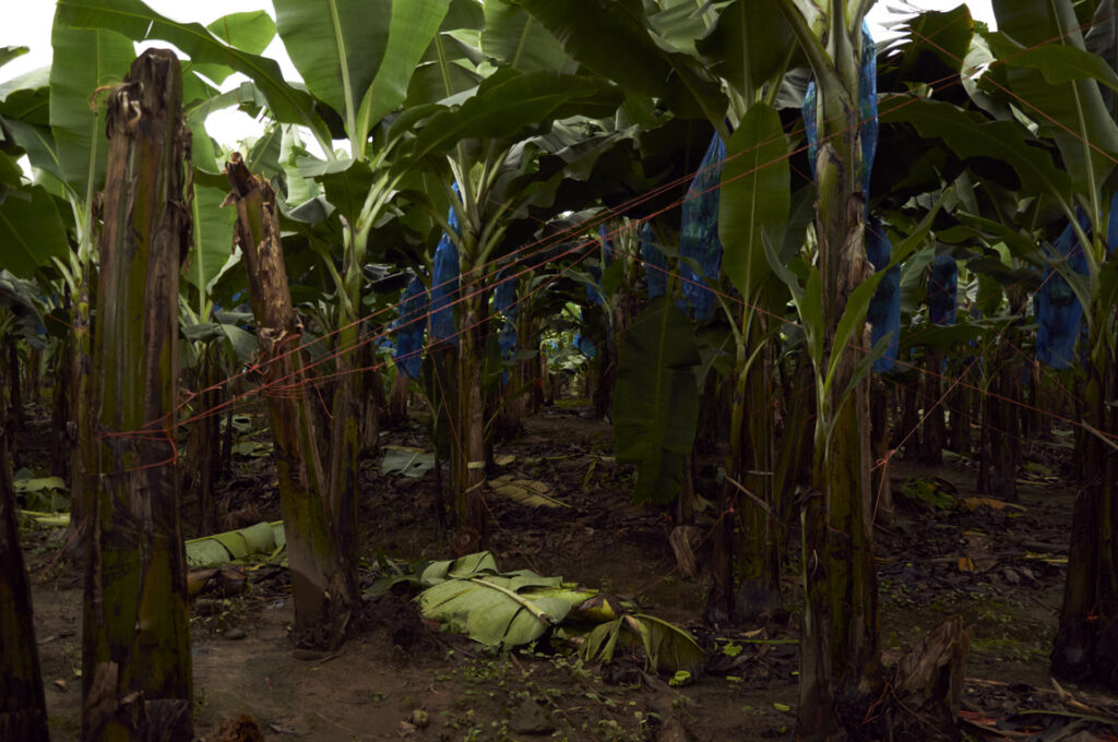 La dittatura delle banane: come la United Fruit Company ha distrutto l’America Latina - Foto di Carlos Gasparotto