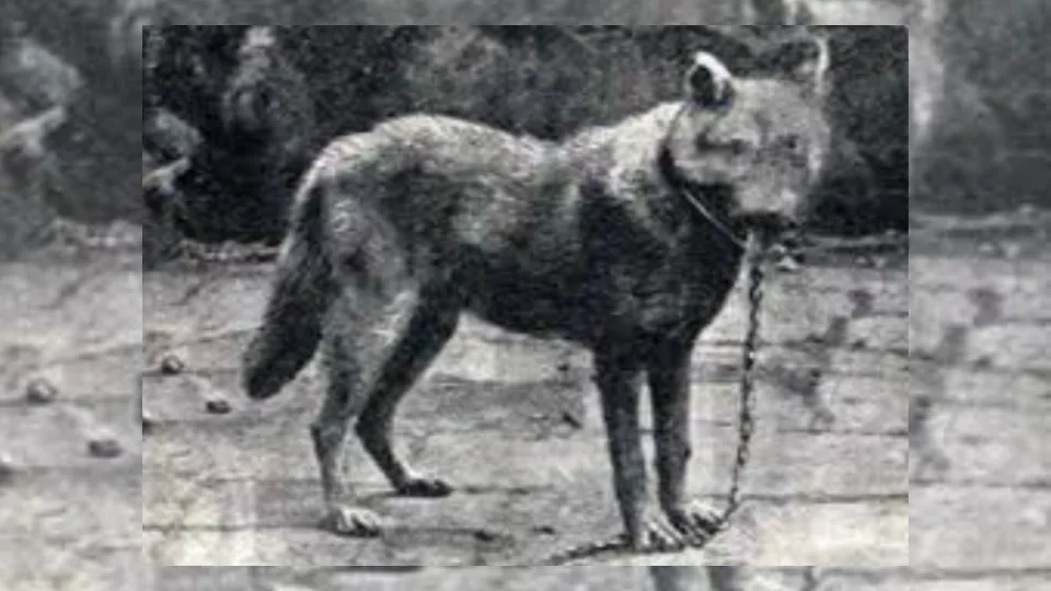 Newsletter Cristaldi